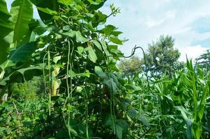 fuoco selettivo di fagioli lunghi pronti per la raccolta in giardino foto