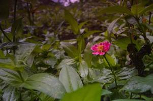 fiori di zinnia che sbocciano magnificamente nel giardino foto