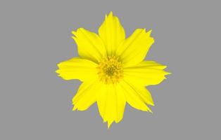 fiore di cosmo giallo isolato con tracciati di ritaglio. foto
