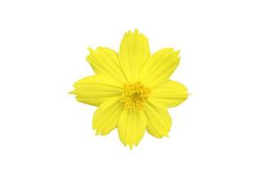 fiore di cosmo giallo isolato con tracciati di ritaglio. foto