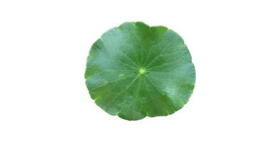 isolato gotu kola, centella asiatica, centella asiatica, foglia di ayurveda con tracciati di ritaglio. foto