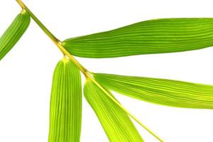 foglia di bambù verde fresca isolata su bianco per texture o sfondo foto