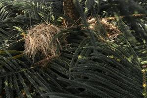 gli uccelli nidificano in cima al pino. concetto di foto di vita selvaggia degli animali