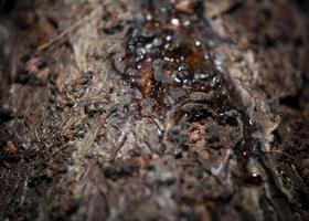 linfa sulla corteccia di albero secca foto