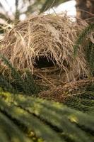 gli uccelli nidificano in cima al pino. concetto di foto di vita selvaggia degli animali