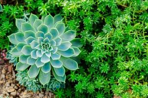 echeveria ibrido che è una pianta succulenta tollerante alle correnti d'aria nel giardino. foto