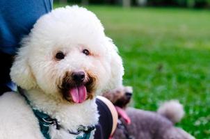 un adorabile barboncino bianco sorridente che al guinzaglio del cane sta con il proprietario foto