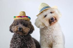 due adorabili cani da barboncino in bianco e nero che indossano un cappello e si siedono insieme su uno sfondo di colore bianco per il concetto estivo. foto