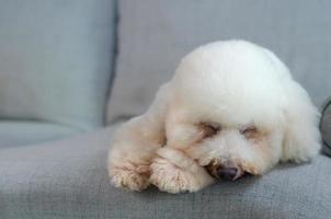 adorabile cane barboncino bianco che dorme da solo sul divano blu mentre sta a casa. foto
