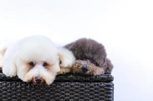 due adorabili cani barboncino che dormono sul tavolo mentre uno di colore bianco guarda la fotocamera su uno sfondo di colore bianco. foto