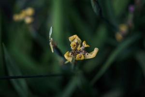 foto e sfondo gialli dell'orchidea