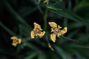 foto e sfondo gialli dell'orchidea