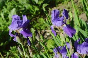 fiori blu di iris barbuto su uno sfondo di tava verde in una giornata di sole estivo. bellissimi fiori delicati, sfondo naturale. foto