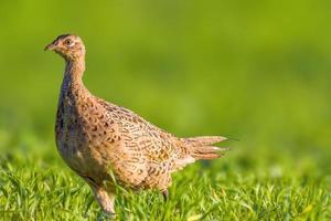 un giovane pollo fagiano in un prato foto