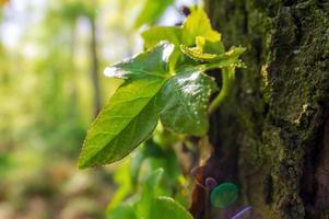 un ramo con foglie di edera verde nella foresta foto