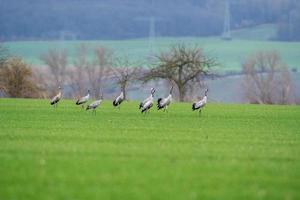 sette gru si ergono su un campo verde foto