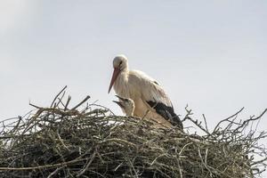 una cicogna bianca con i pulcini nel nido foto