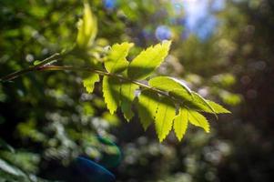 un ramo con foglie di cenere verde nella foresta foto