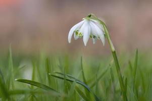 un fiore di bucaneve in primavera foto