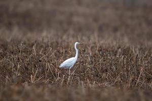 un airone bianco maggiore è alla ricerca di cibo su un campo autunnale marrone foto