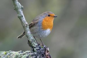 un pettirosso si siede su un ramo foto