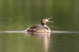 uno svasso maggiore nuota su un lago foto