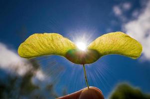 un seme di acero verde fresco alla luce del sole foto