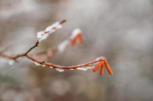 molti fiori di nocciola marrone su un ramo in inverno foto