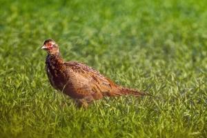 un giovane gallo fagiano in un prato foto