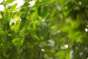 bella natura foglie verdi foto