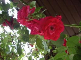 fiori d'estate sbocciavano nel giardino del villaggio foto