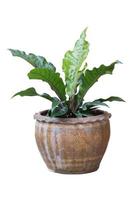 albero di piante interne ed esterne in un vaso isolato su sfondo bianco per il design degli interni design di vasi per piante da casa, percorso di ritaglio incluso. foto