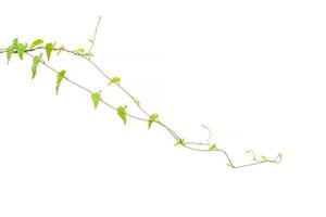 ramo di vite, foglie di vite su sfondo bianco foto