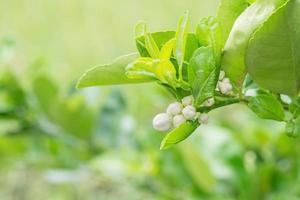 fiore del ramo di un albero di limone foto