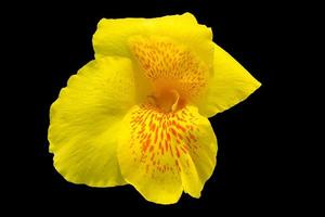 fiori gialli del giglio di canna su sfondo nero. tracciato di ritaglio foto