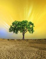 albero su terreno screpolato, terreno desertico di terra con lo sfondo del cielo dorato foto