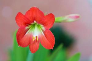 natura fiore rosso foto