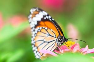 farfalla sul fiore foto