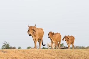 mucca asiatica in campagna tailandia foto