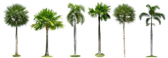 raccolta isolata delle palme su priorità bassa bianca foto
