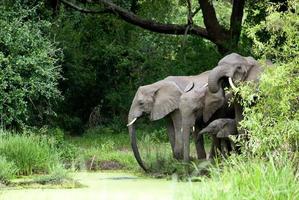 famiglia di elefanti acqua potabile