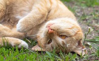 primo piano di un gatto domestico rosso che riposa pacificamente a terra in una calda giornata estiva. divertente gatto soriano arancione si crogiola al sole. un simpatico animaletto giace supino sotto il sole primaverile sull'erba verde. foto