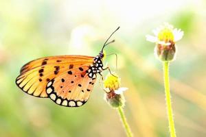 una farfalla appollaiata sul bel fiore foto