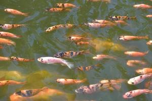 pesci koi colorati nell'acqua, gamberi, carpe foto