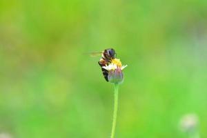 un'ape appollaiata sul bel fiore foto