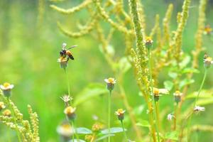 un'ape appollaiata sul bel fiore foto