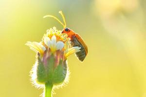 scarabeo di zucca appollaiato sul bellissimo fiore foto