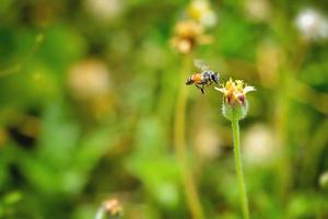 un'ape che vola verso il bellissimo fiore foto