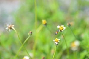 un'ape che vola verso il bellissimo fiore foto