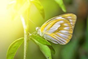 una farfalla appollaiata sulle bellissime foglie foto